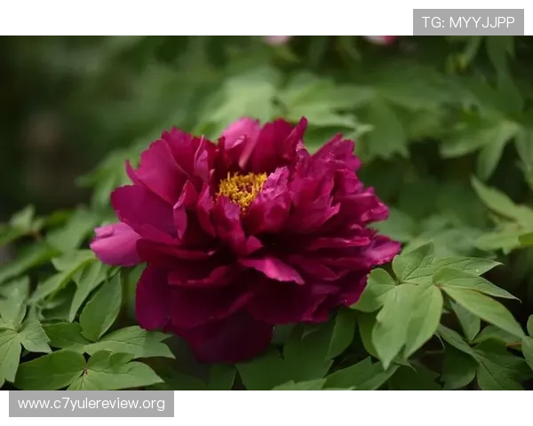 牡丹国际娱乐场:便捷的支付方式支持多种资金快速存取与提现操作